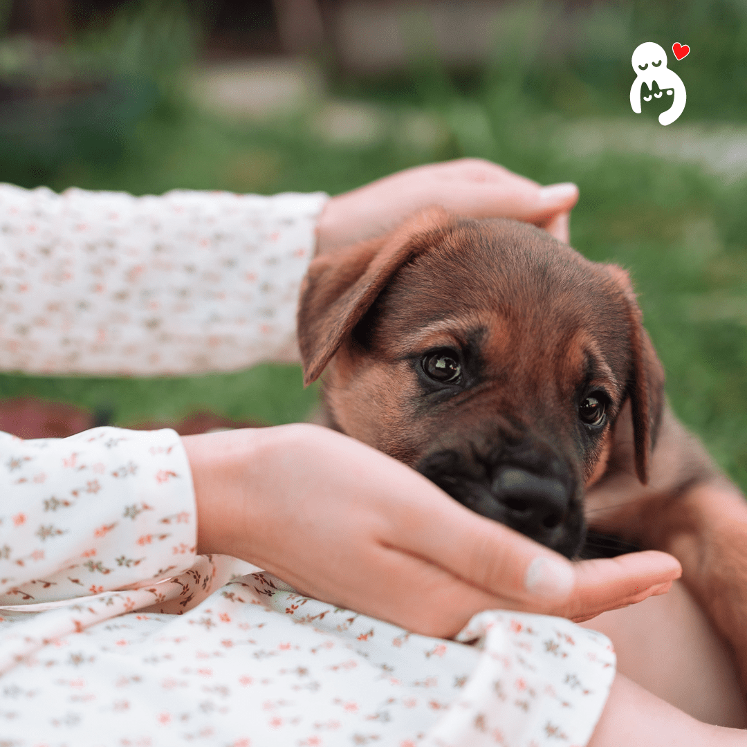 Hand Feeding Your Dog Hungry Eyes