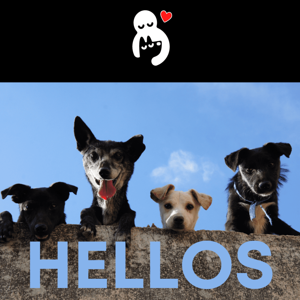 Lifestyle considerations before adopting a dog