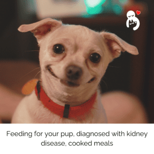 Feeding dogs with kidney disease. 