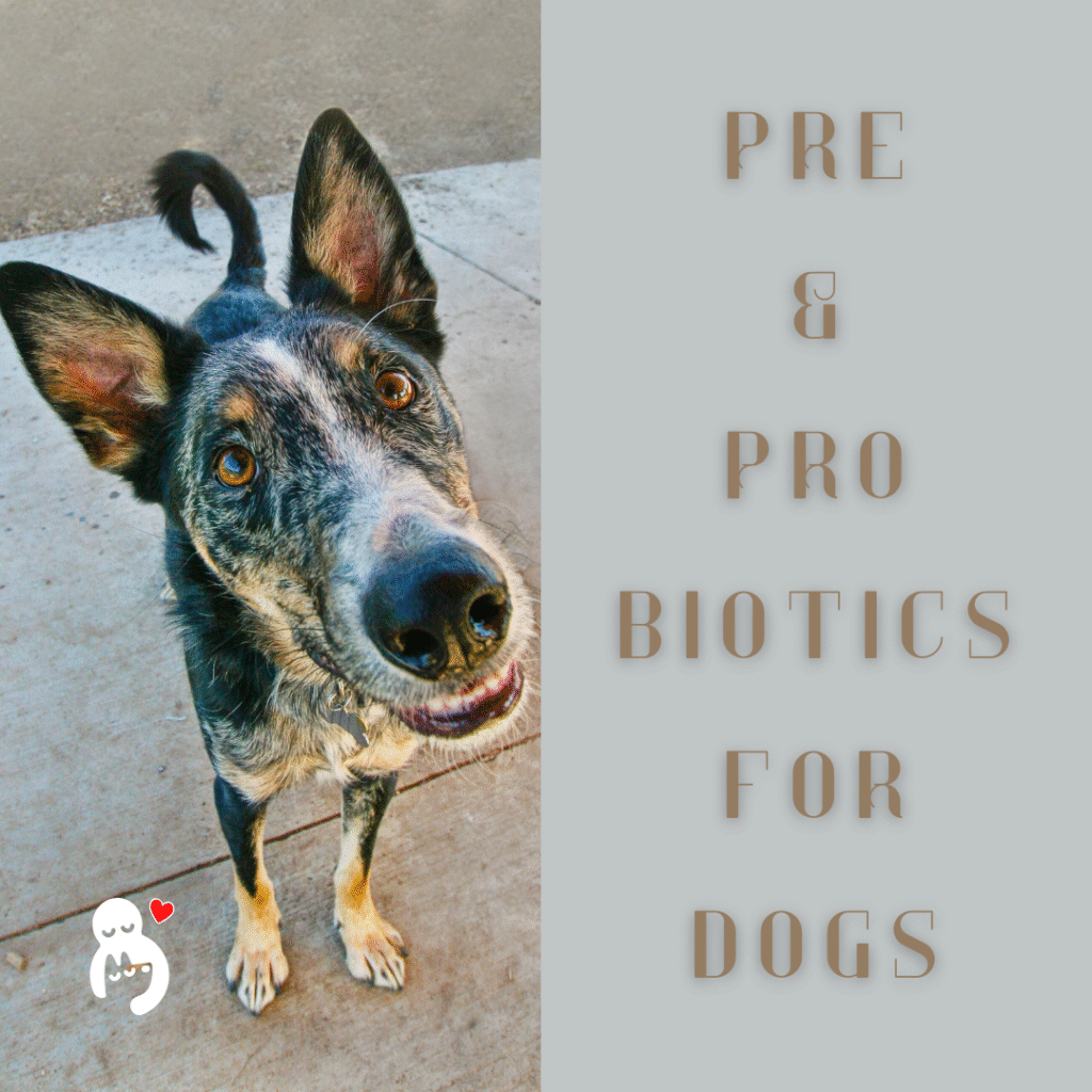 pre and probiotics for dogs,