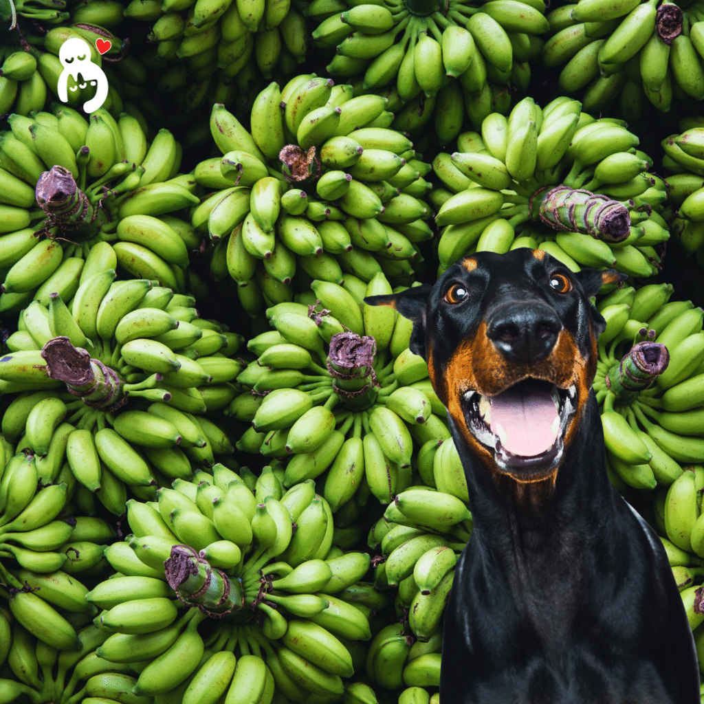 Gut health for dogs, feeding dogs with sensitive stomach, raw banana for dogs,