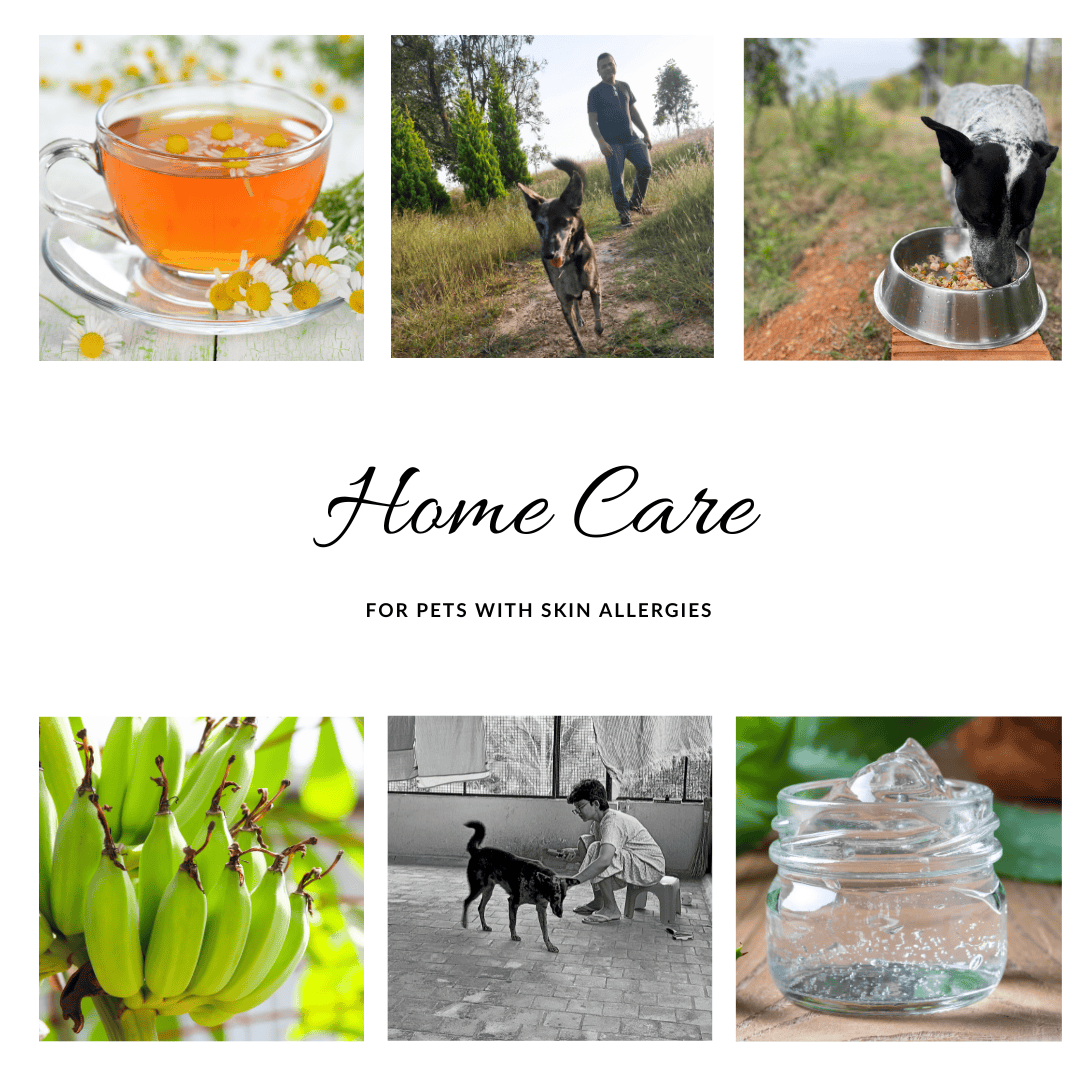 Homecare for canine skin allergy, caring for dogs with skin allergies, grooming for dogs with sensitive skin. Atopic dermatitis in dogs. Seasonal allergy care for dogs.
