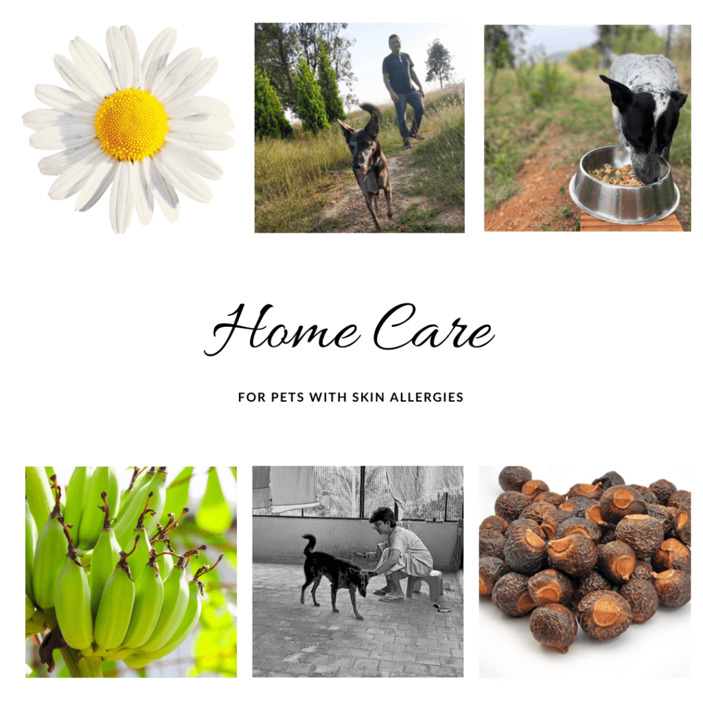 Indian home care for dogs with skin allergies. Indian diet for canine atopy. Seasonal allergies in dogs are common especially in cities like Bangalore.