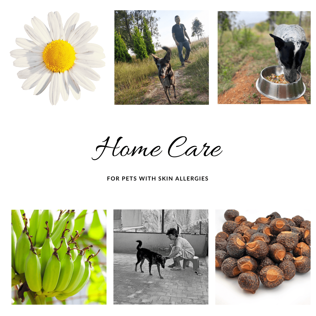 Indian home care for dogs with skin allergies. Indian diet for canine atopy. Seasonal allergies in dogs are common especially in cities like Bangalore.