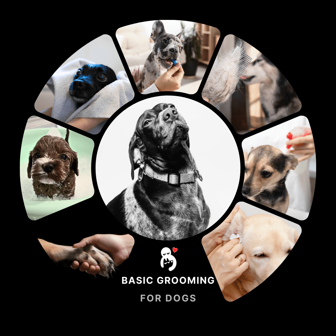 Basic grooming for dogs. Here is a dog grooming guide for first time pet parents. What to expect when grooming your dog at home. Understanding what dog grooming covers.