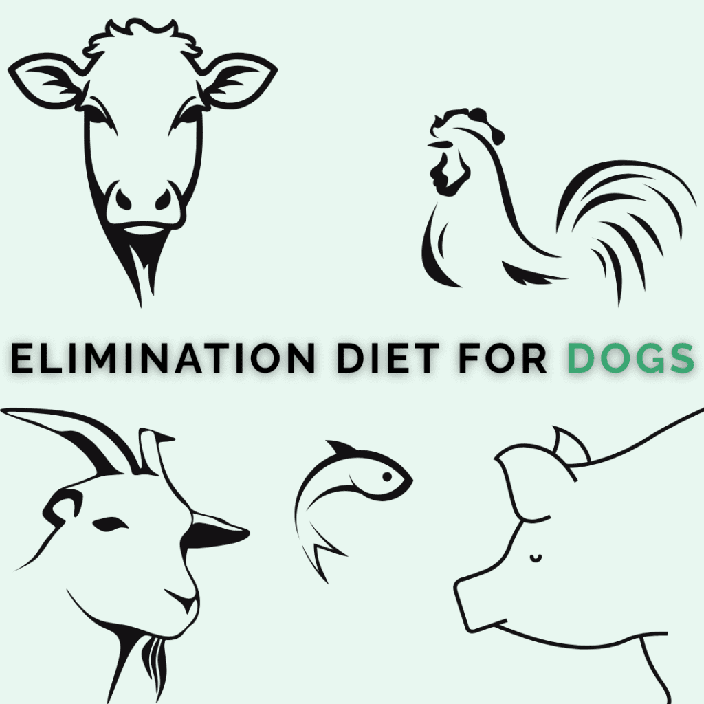 A guide to elimination diet for dogs. Do it yourself Indian homemade dog food for allergies. Eliminate your dog's food allergen.