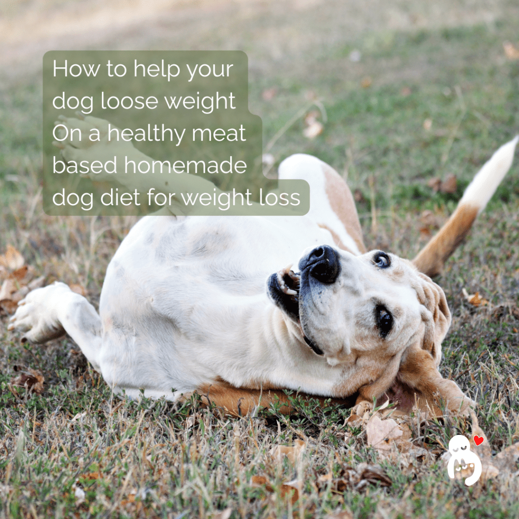how to help your dog loose weight on a healthy homemade dog diet for weight loss.