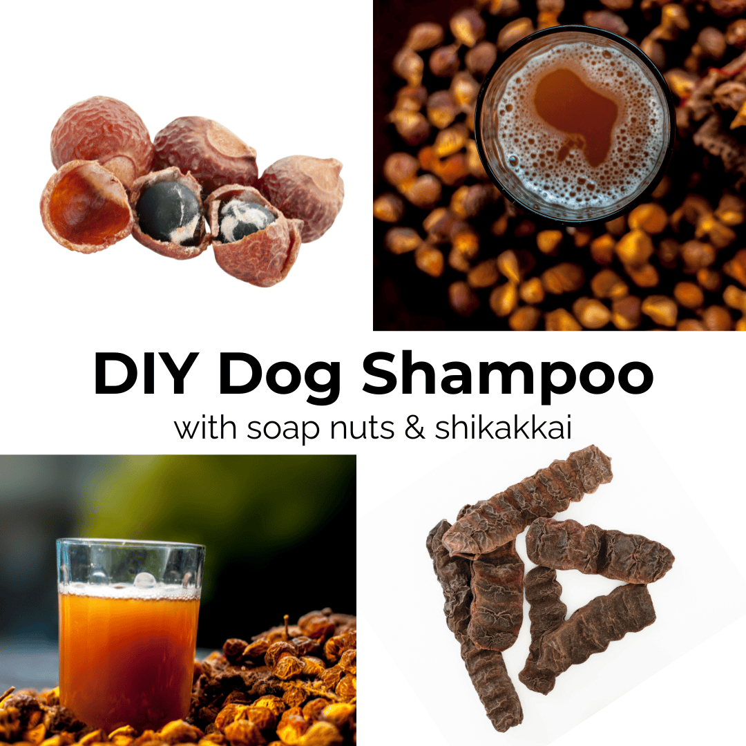 DIY dog shampoo with soap nut and shikakkai, a natural dog wash. Add neem leaves to make it a homemade flea shampoo for dogs. Going eco for your dog? try this homemade dog shampoo recipe.